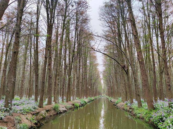 烟花三月下江南江苏不完全漫游（李中水上森林）